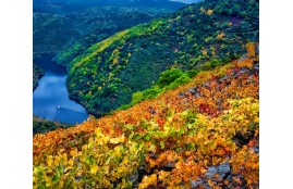 Cinco lugares imprescindibles de Galicia para descubrir en otoño